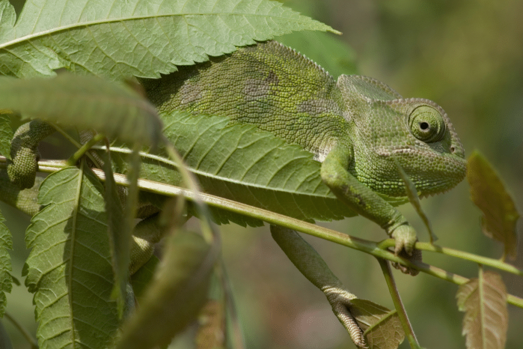 Chameleón jemenský v prírode maskovaný listom