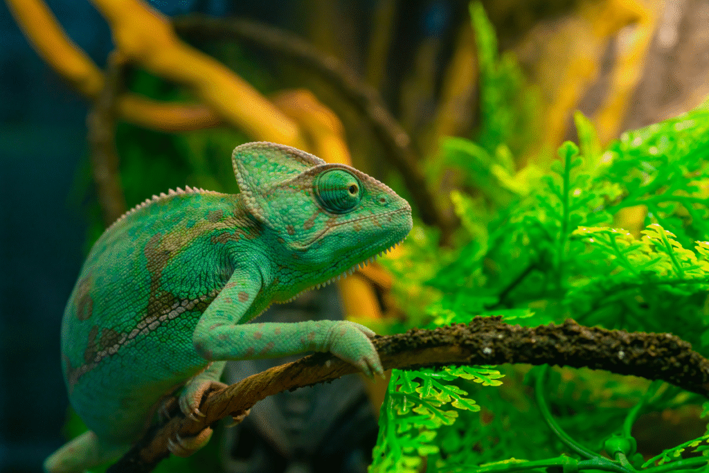 Chameleón jemenský v teráriu na konári