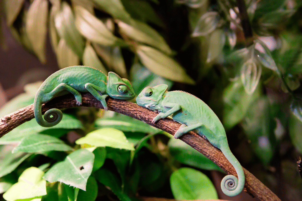 Dva mlade Chameleóny jemenské v teráriu na konári oproti sebe