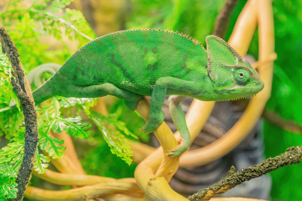 Chameleón jemenský v teráriu v spleti konárov