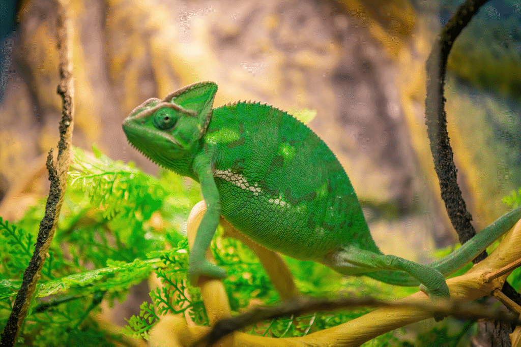 Chameleón jemenský v teráriu medzi konármi
