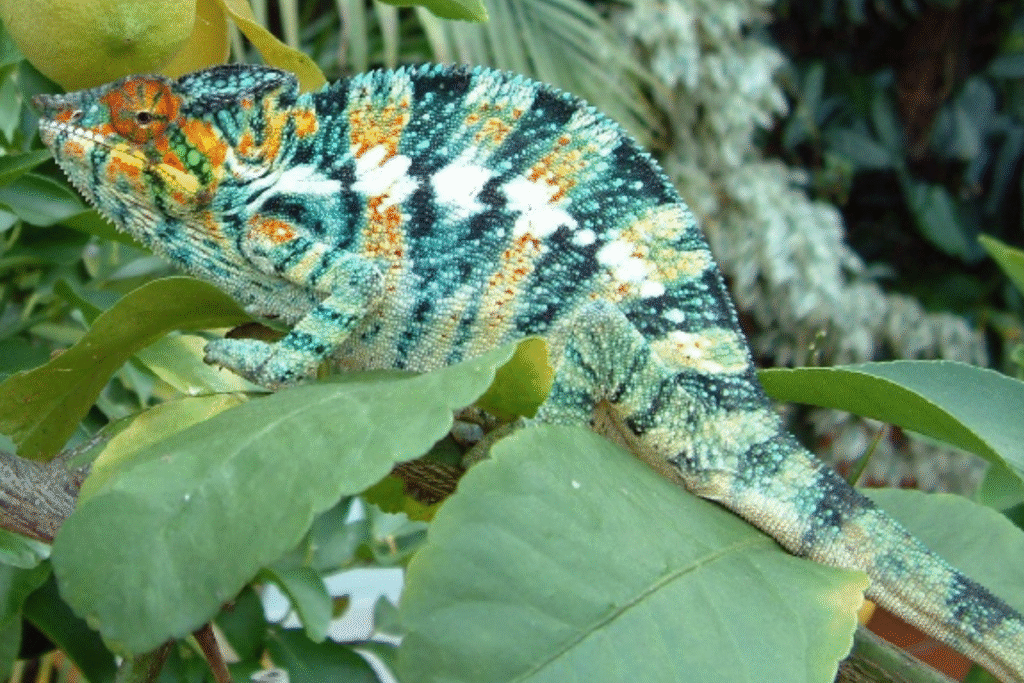 Chameleón pardálí v teráriu