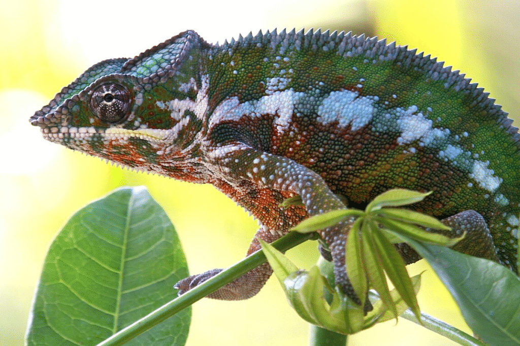Chameleón pardálí na konári v prírode