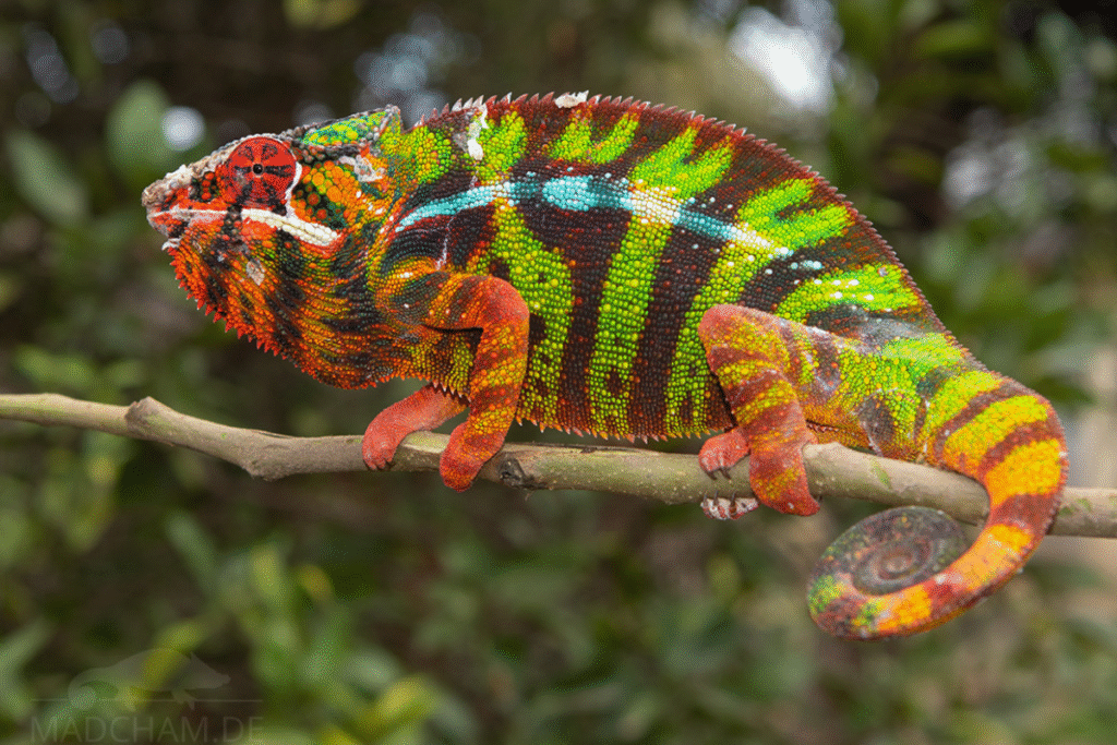 Chameleón pardálí v prírode na konári