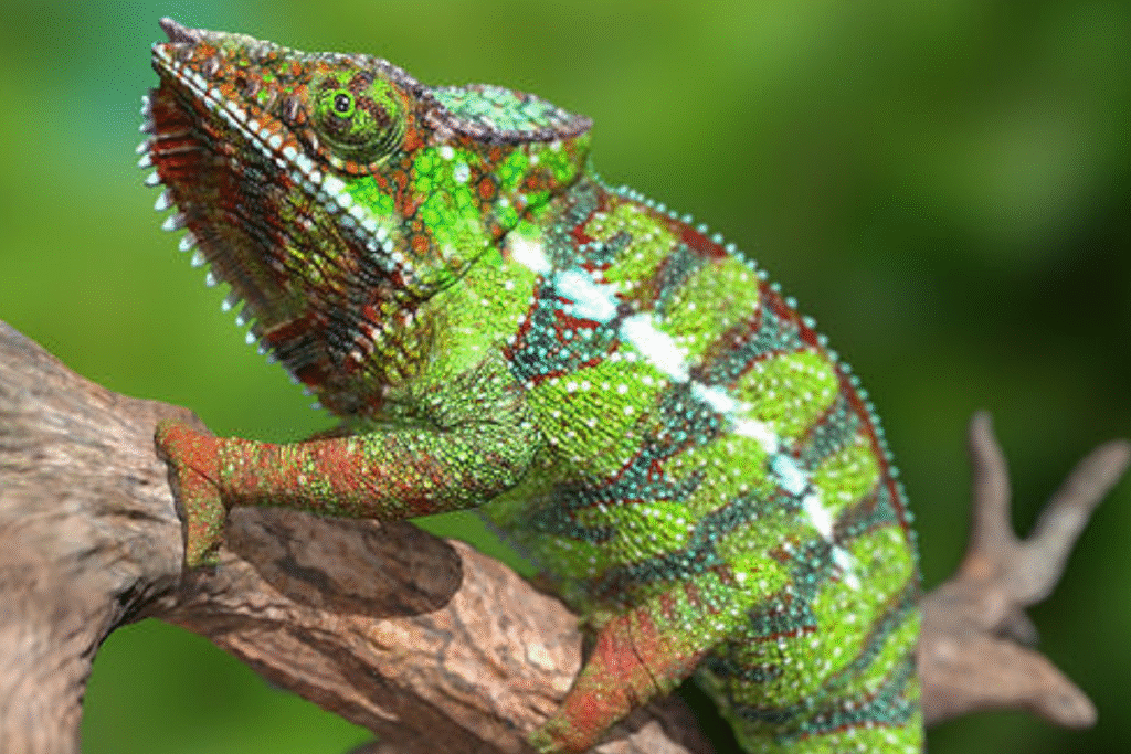 Chameleón pardálí v teráriu na konári