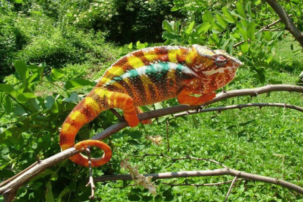 Chameleón pardálí na konári v prírode