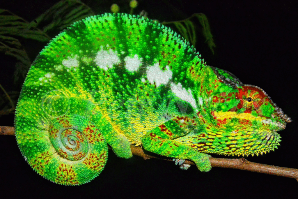 Chameleón pardálí v tme na konári v prírode