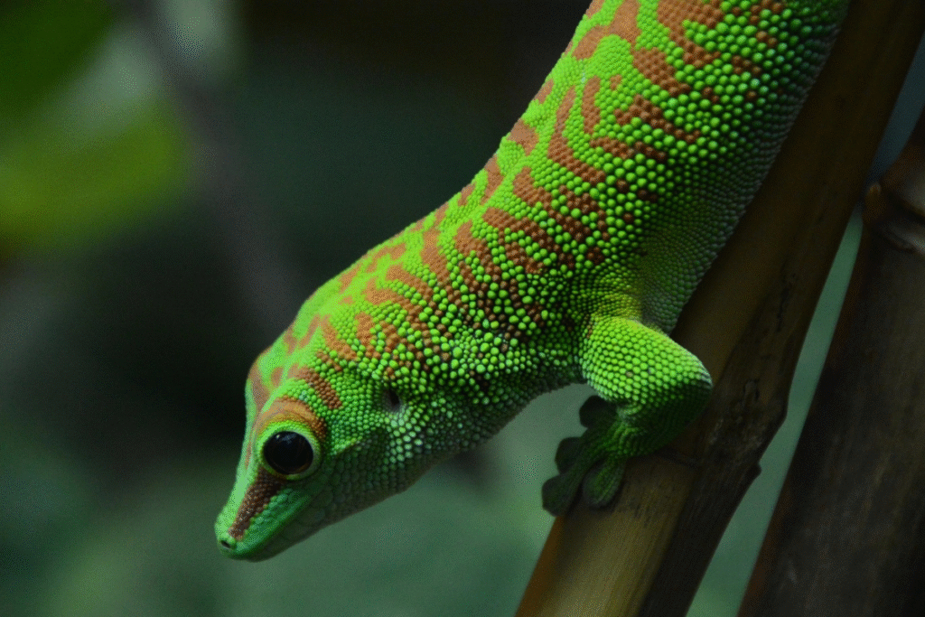 Felsuma madagaskarská v prírode na bambuse otočená smerom dole