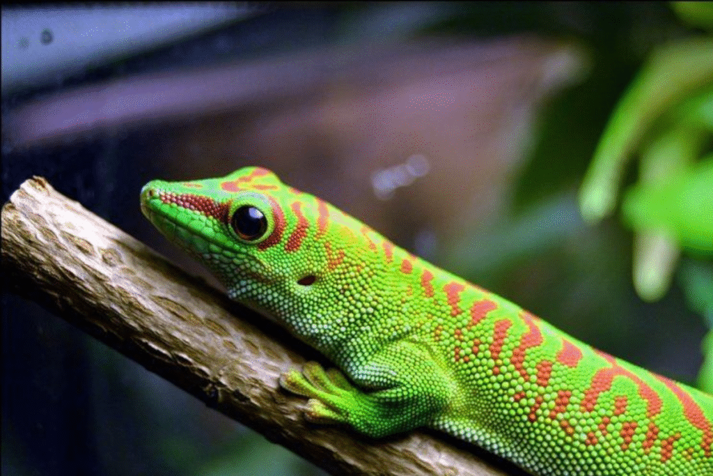 Felsuma madagaskarská v teráriu na konári