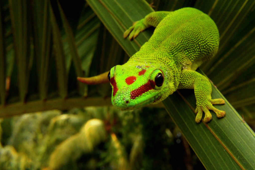 Felsuma madagaskarská v teráriu na liste rastliny