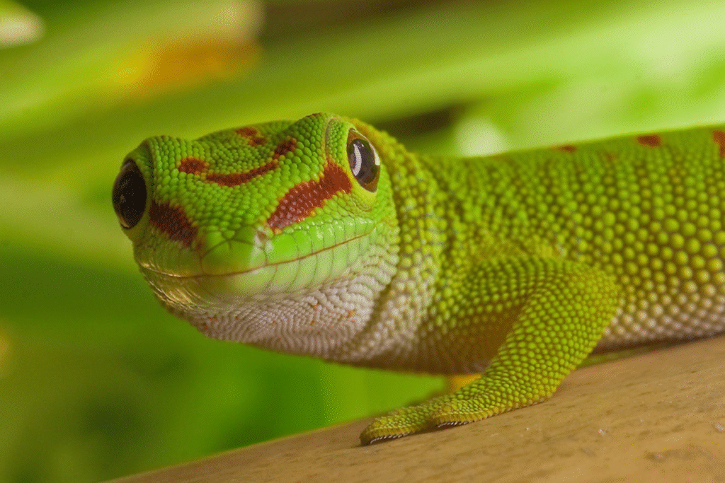 Felsuma madagaskarská v teráriu detail hlavy