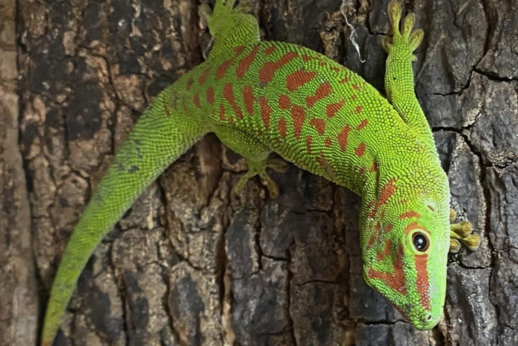 Felsuma madagaskarská v prírode na kmeni stromu