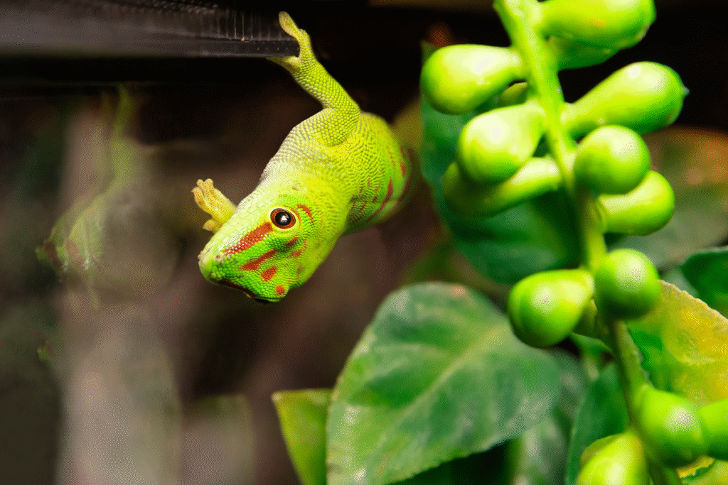 Felsuma madagaskarská opačne na strope teráriu - dole hlavou