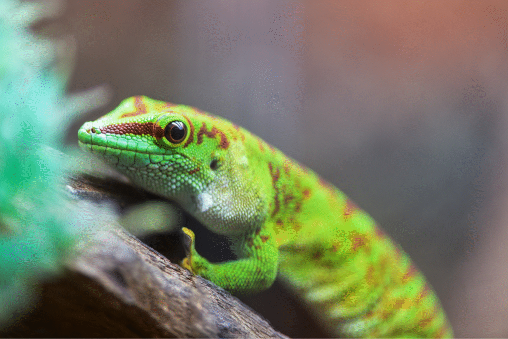 Felsuma madagaskarská v teráriu na konári detail hlavyčky