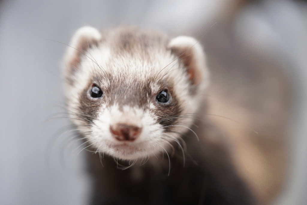 Fretka detail hlavičky s rozmazaním pozadím