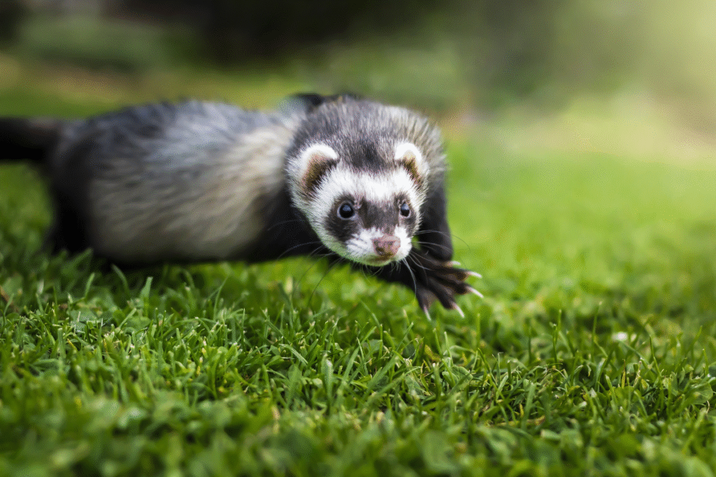 Fretka v záhrade na zelenej tráve v skoku