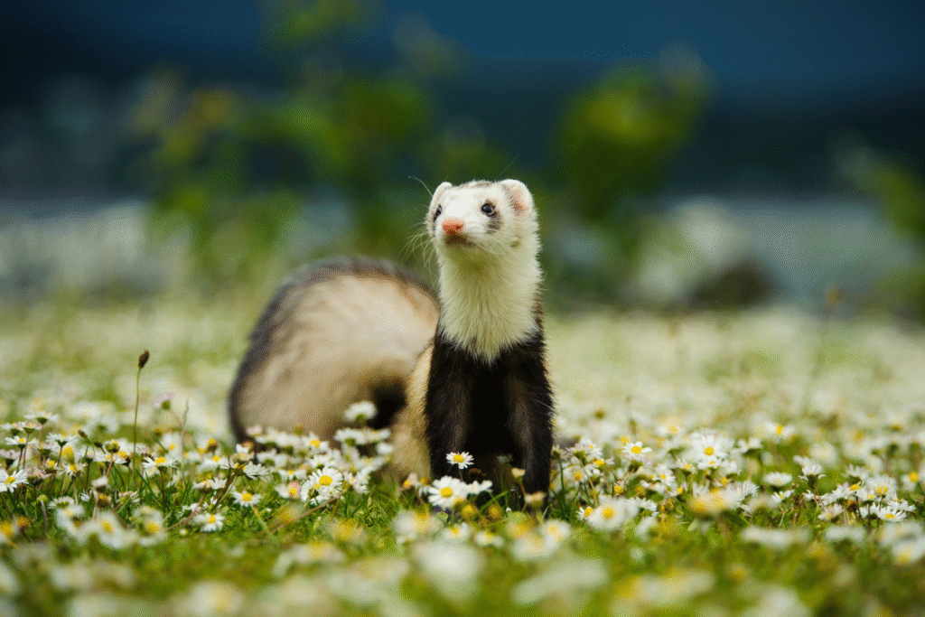Fretka na zelenej lúke plnej margarétok v stoji