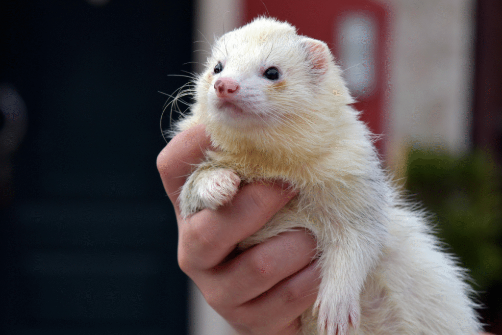 Mlada fretky v ruke chovateľa