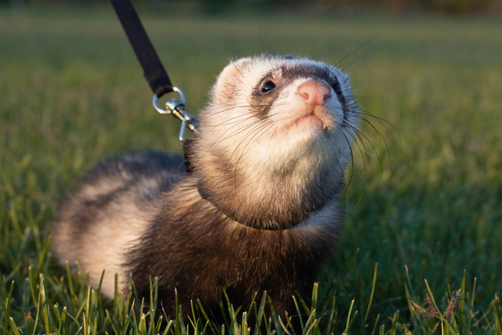 Fretka na zelenej lúke na vodítku