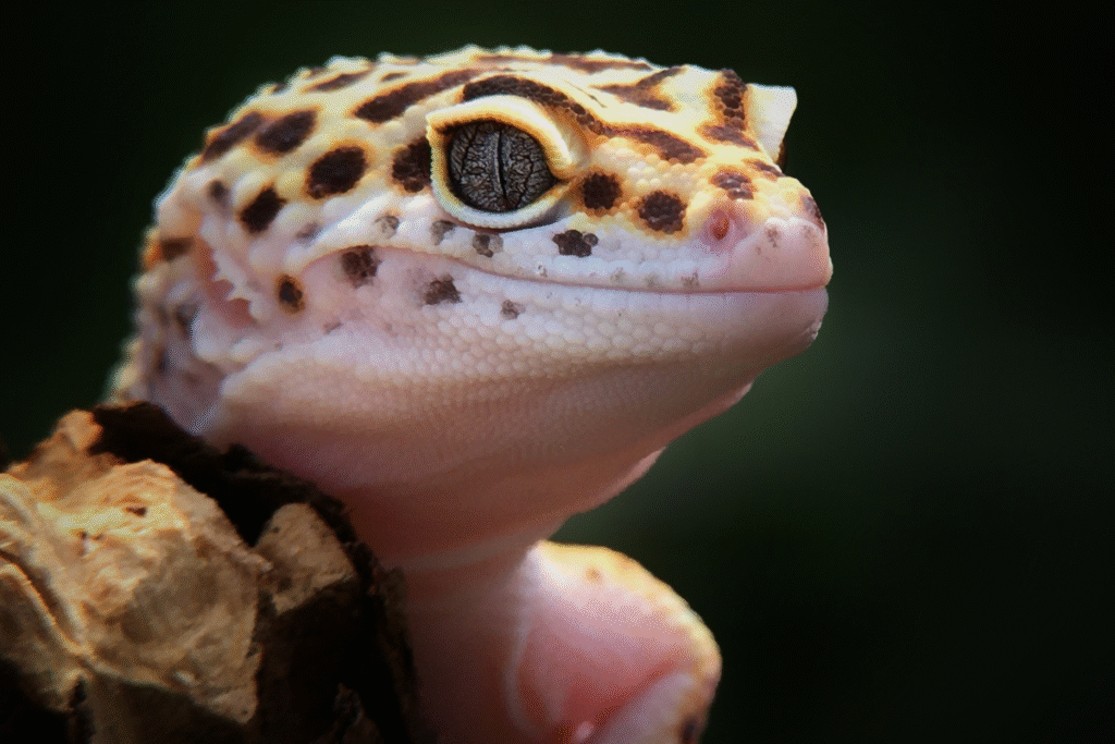 Gekónčík nočný detail hlavičky