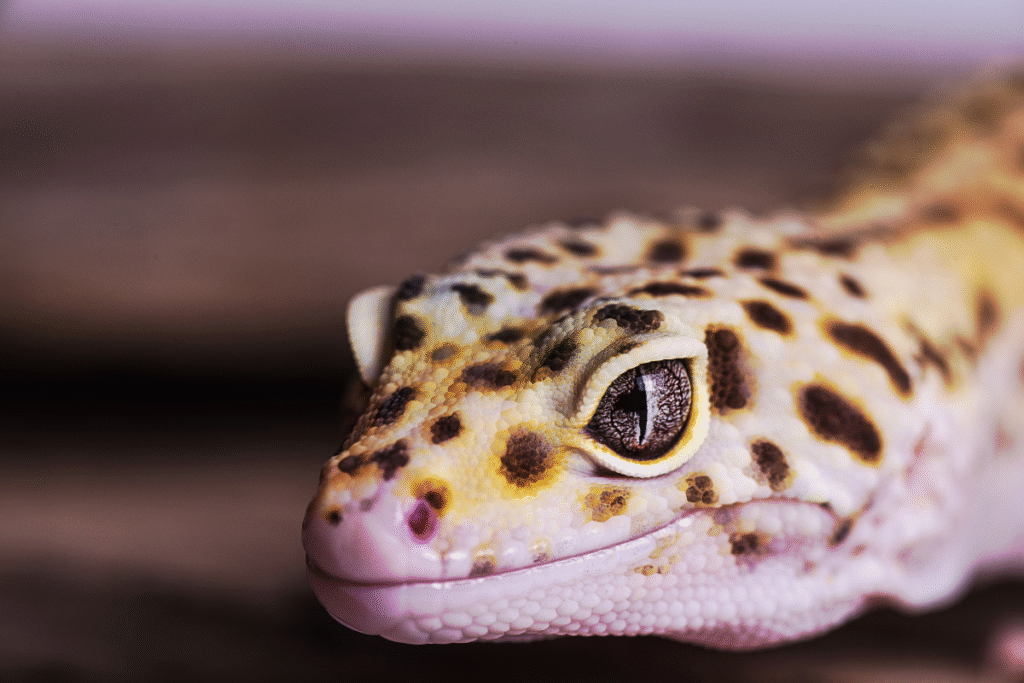 Gekónčík nočný detail hlavy