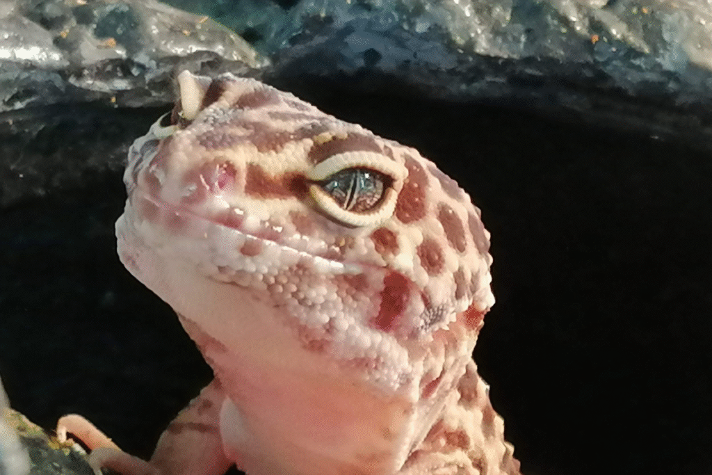 Detail hlavy Gekončíka nočného