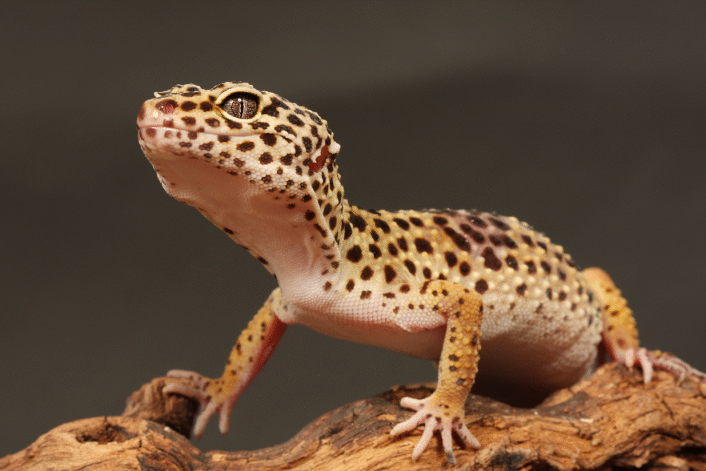 Gekónčík nočný v teráriu na koreni stromu