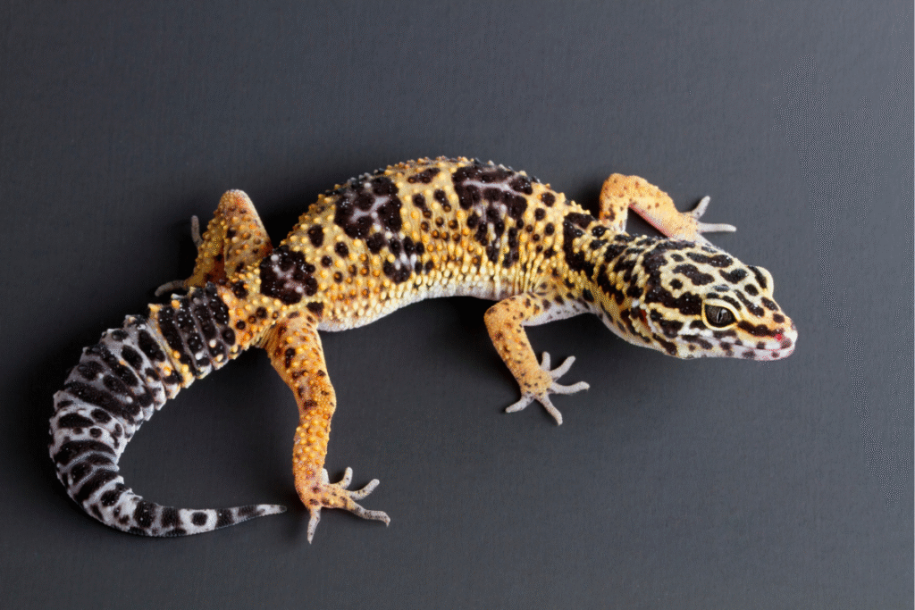 Gekončík nočný na čiernom podklade fotení zhora