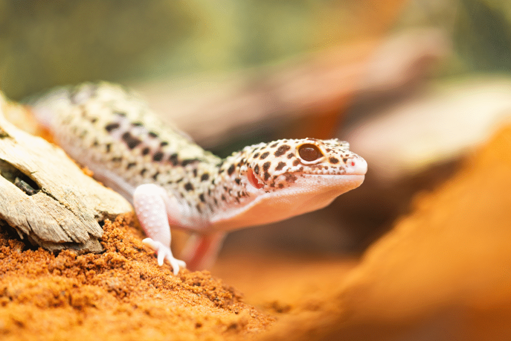 Gekónčík nočný v teráriu