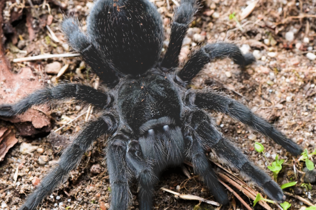 Vtáčkar Grammostola pulchra v prírode na zemi