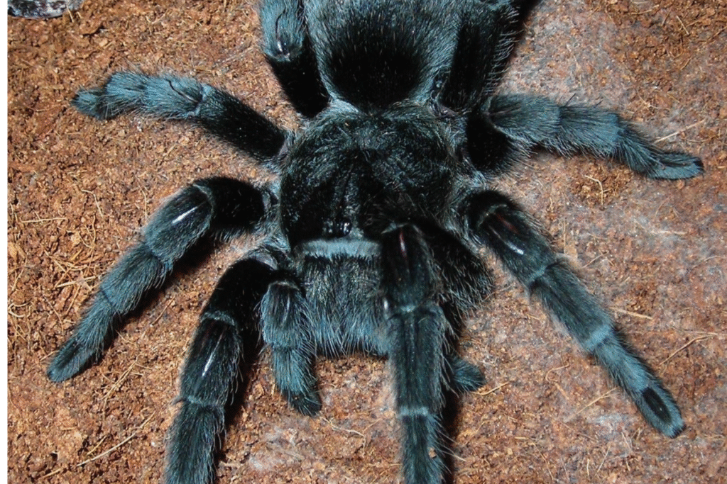 Tarantula Grammostola pulchra na zemi v prírode