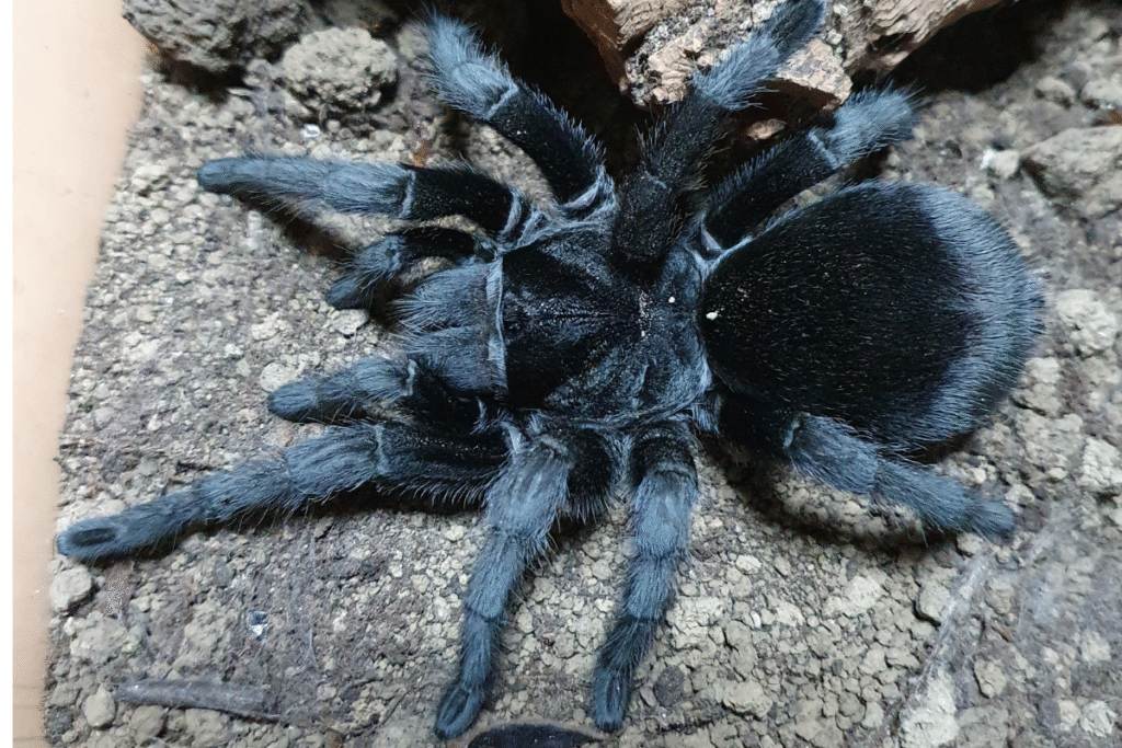 Grammostola pulchra tarantula v teráriu