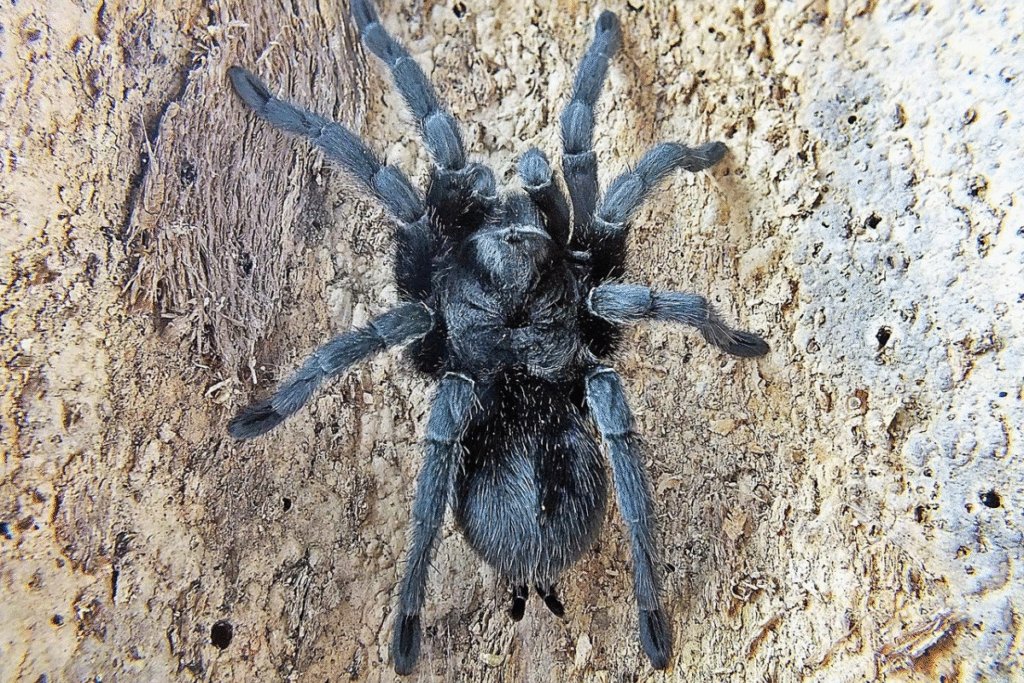 Tarantula Grammostola pulchra v prírode na zemi