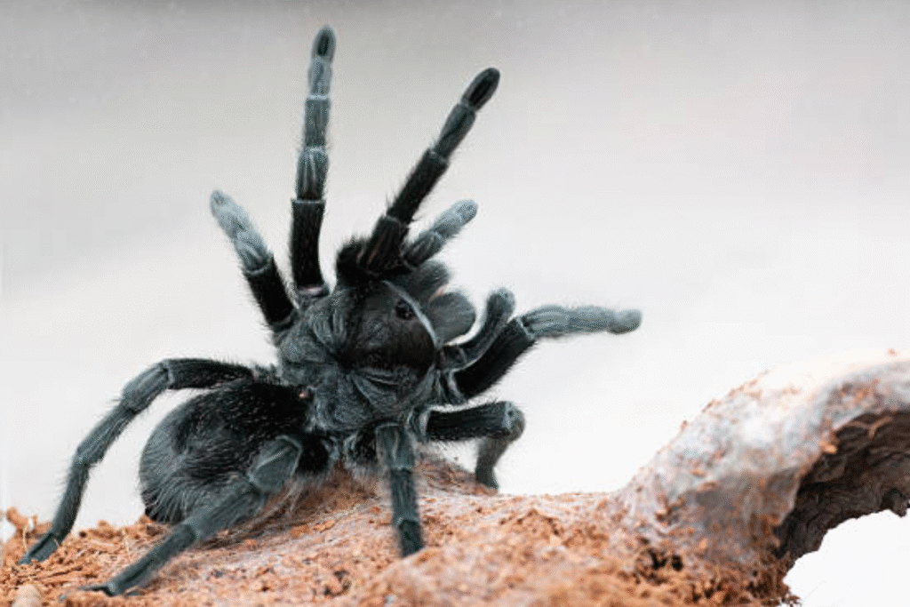 Vtáčkar Grammostola pulchra v teráriu na skle