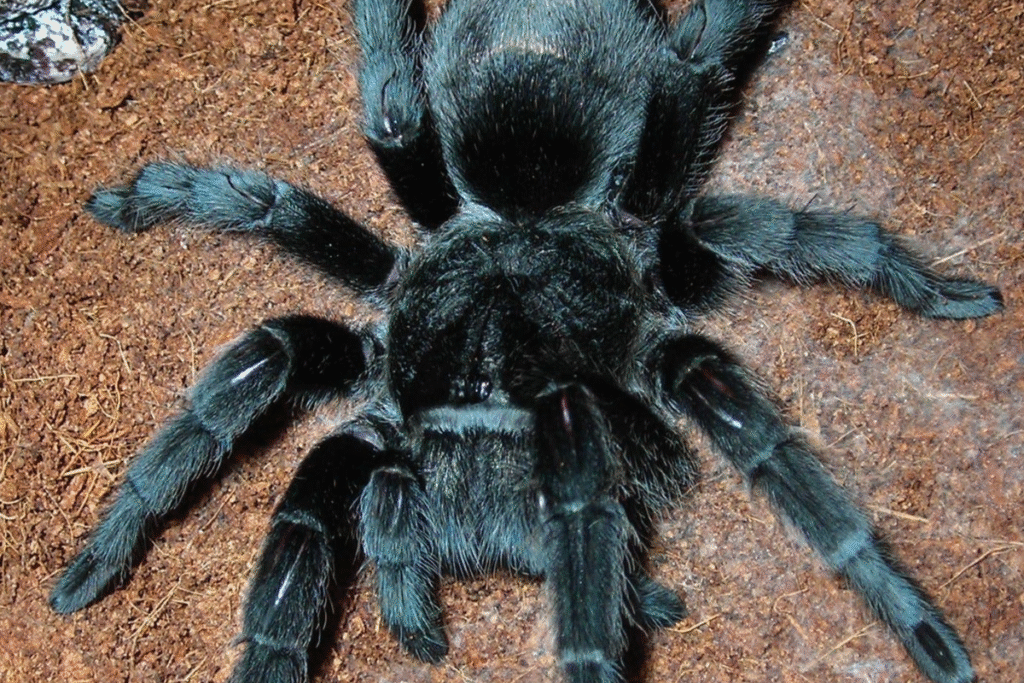 Tarantula Grammostola pulchra v teráriu na zemi