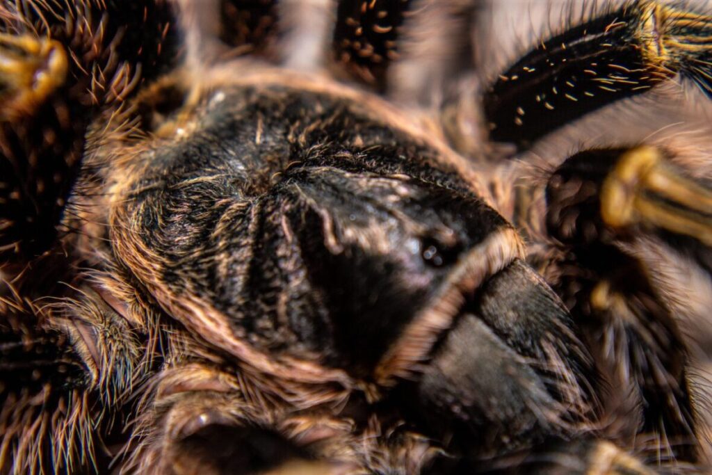 Tarantula Grammostola pulchripes detailný zaber