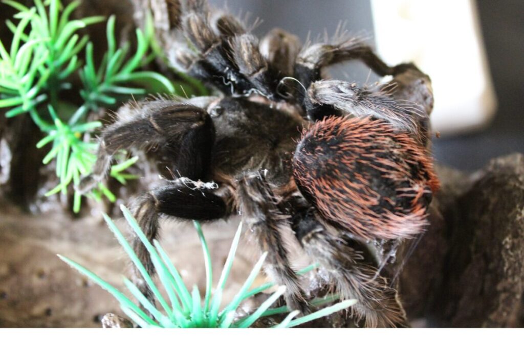 tarantula Grammostola pulchripes v teráriu