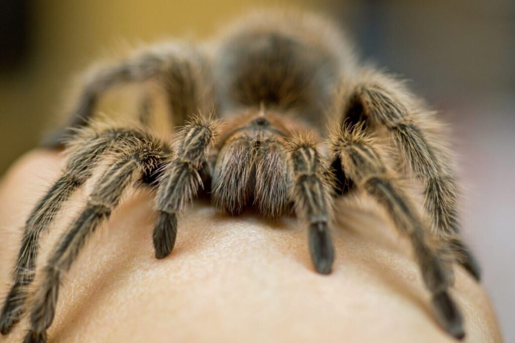 Tarantula Grammostola pulchripes detail na ruke chovateľa