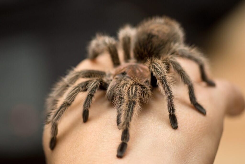 Tarantula Grammostola rosea ( detail celého pavúka na ruke chovateľa