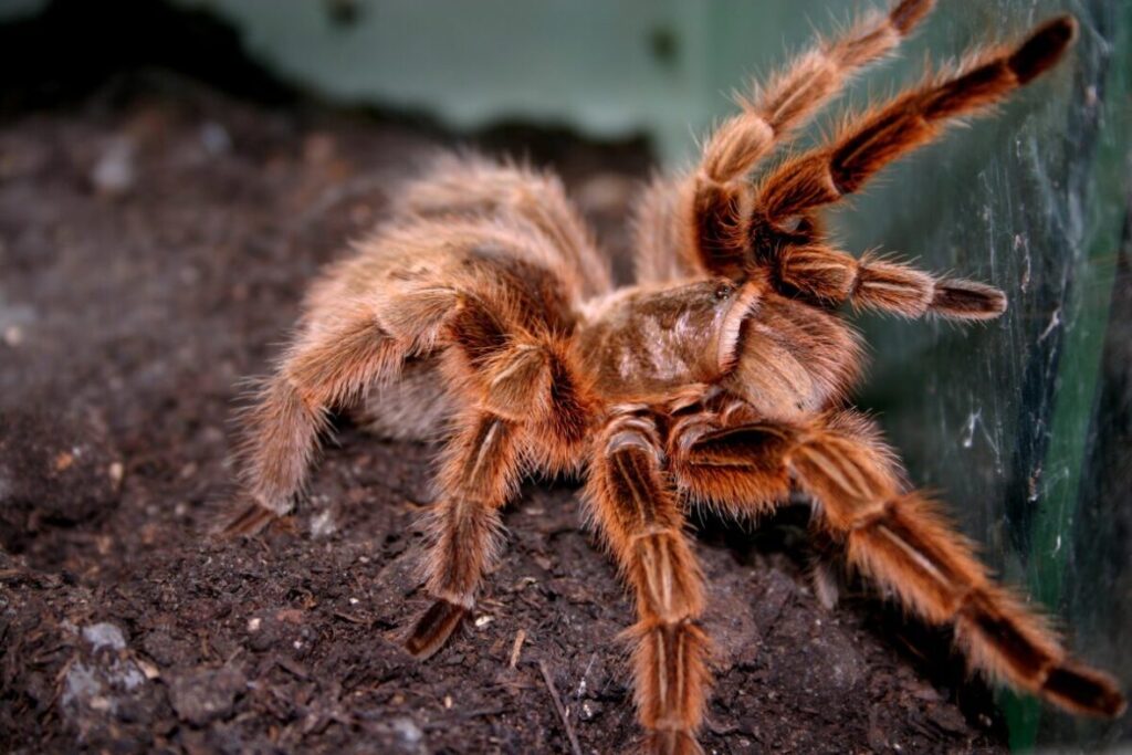 Tarantula Grammostola rosea vo svojom teráriu