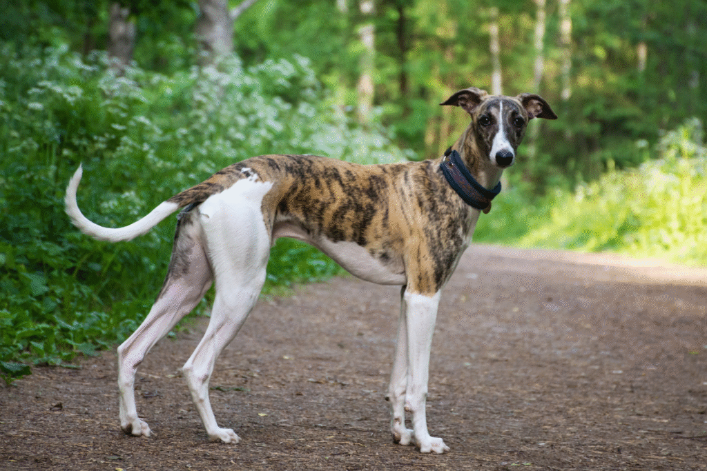 Greyhound - Anglický chrt stojací na lesnej cestičke