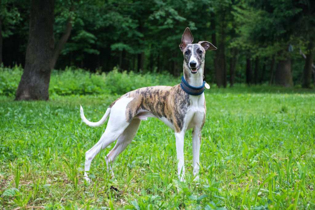 Greyhound - Anglický chrt stojí vzpriamene na okraji lesa a sleduje situáciu