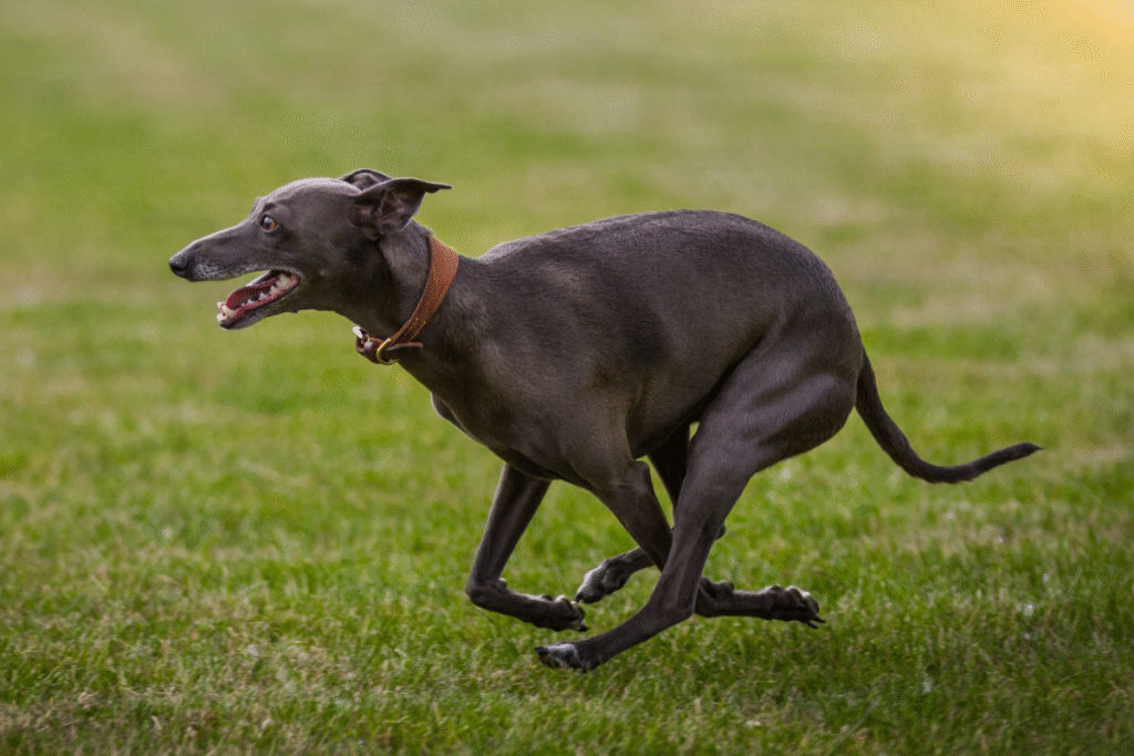 Čisto čierny pes Greyhound - Anglický chrt v rýchlom behu na lúke