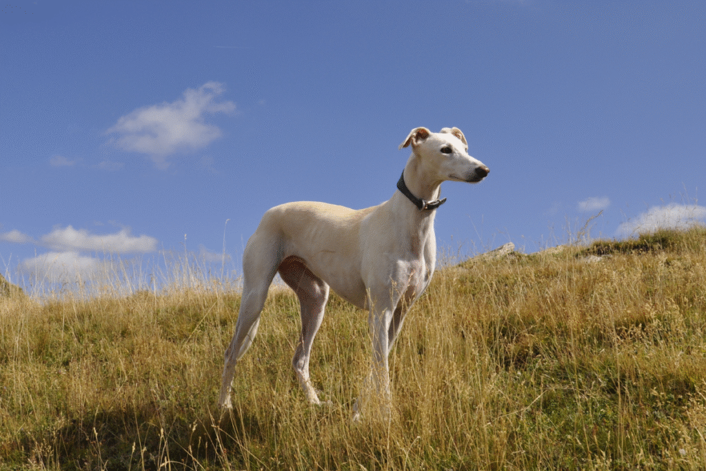 Biely Greyhound - Anglický chrt stojací na kopci -luke