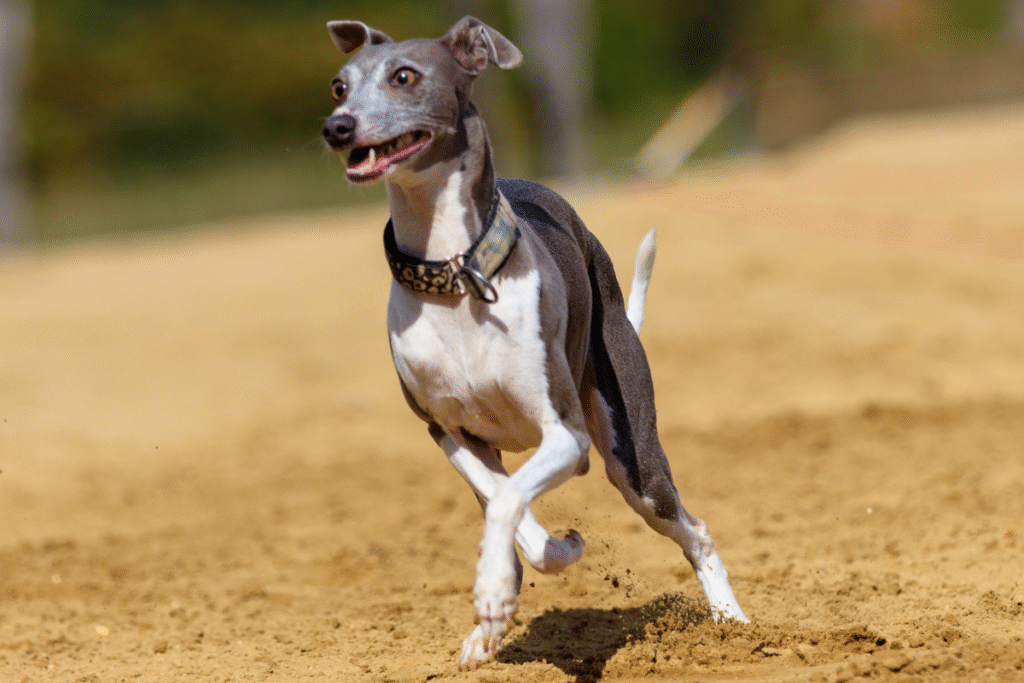 Pes Greyhound - Anglický chrt čiernobielom sfarbení priamo v behu na piesku