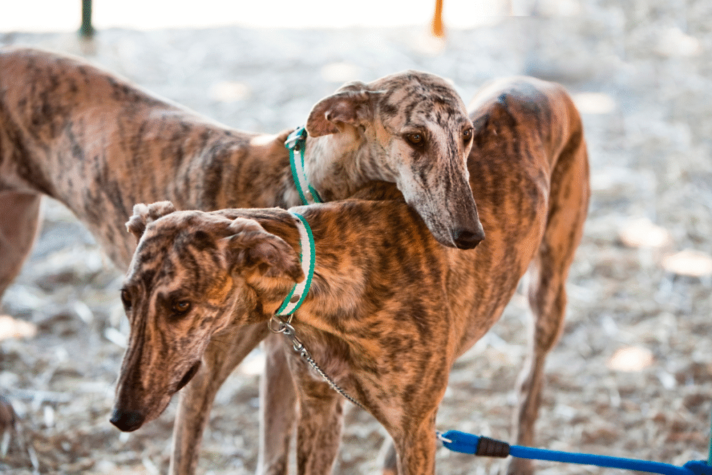 dva krasne psy plemena Greyhound - Anglický chrt stojace vedľa seba a pozorujú okolie