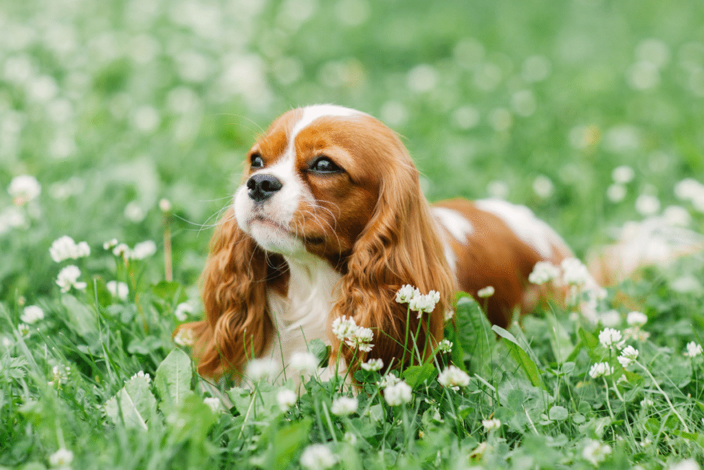 Plemeno psa Kavalier King Charles španiel na lúke plnej ďatelinky