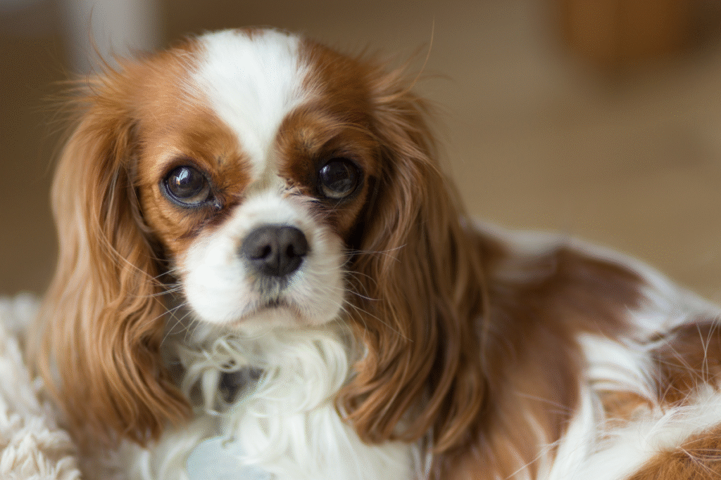 Kavalier King Charles španiel detail hlavy tohto krásneho psíka s pohľadom priamo na dotografa