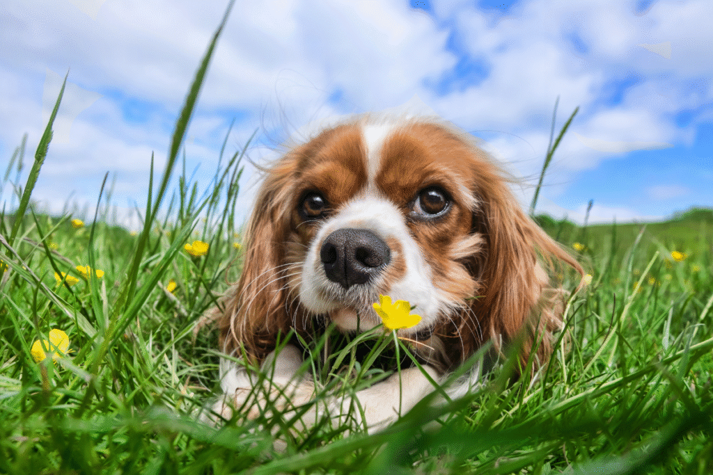 Psík Kavalier King Charles španiel leží v tráve plnej žltých kvietkov
