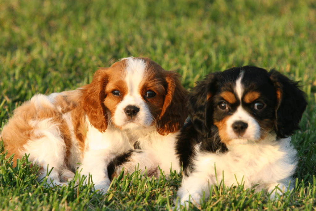 Dve malé šteniatka Kavalier King Charles španiel ležiacich v tráve vedľa seba. Jeden hnedý a druhý čierny